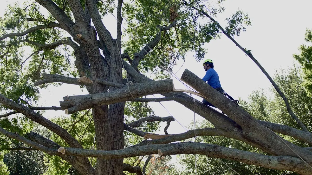 Professional Crown Thinning performed by certified arborists in Norwich